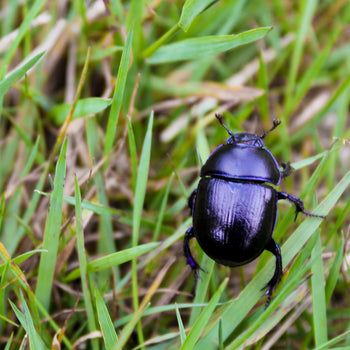The Horse Owner's Guide to Dung Beetles — and Why Your Dewormer Choice Matters More Than You Think