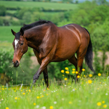 Natural vs. Chemical Horse Dewormers: Why More Owners Are Choosing a Natural Option
