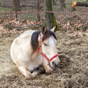 Signs of Parasites in Horses: What Horse Owners Should Watch For