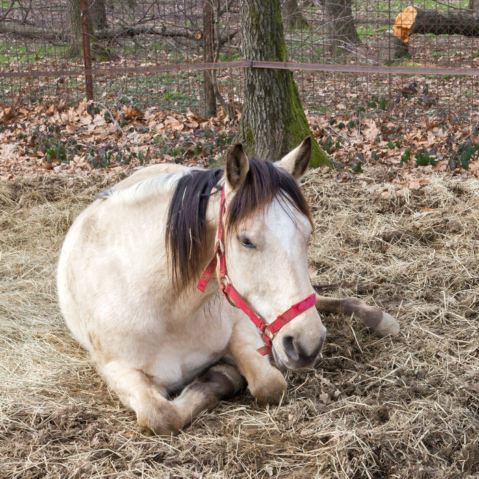 Signs of Parasites in Horses: What Horse Owners Should Watch For